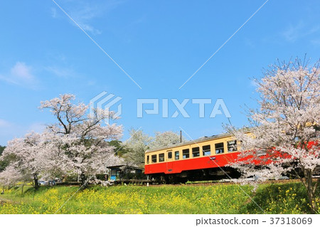 Chiba Kosen Railway in Spring Chiba Kosen Railway in Spring 37318069