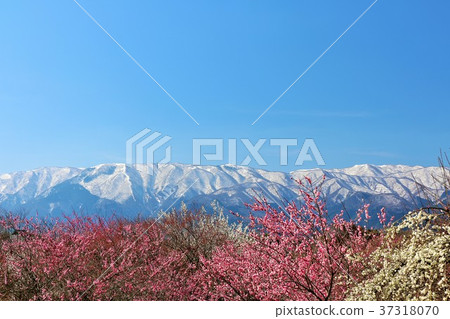 Landscape of spring blue sky and plum Landscape of spring blue sky and plum 37318070