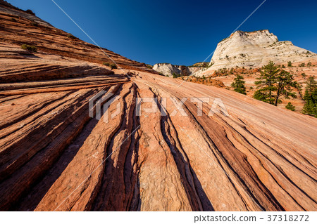 Landscape in Zion National Park 37318272