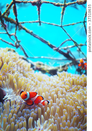 銀蓮花魚 銀蓮花魚 37318635