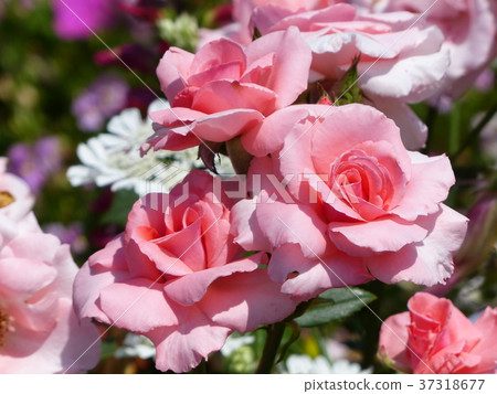 粉紅色的玫瑰 粉紅色的玫瑰 37318677