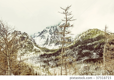 Spruce forest after natural disaster, High Tatras Spruce forest after natural disaster, High Tatras 37318715