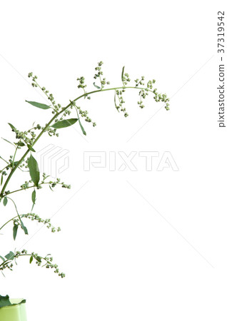 Orach Orach 37319542