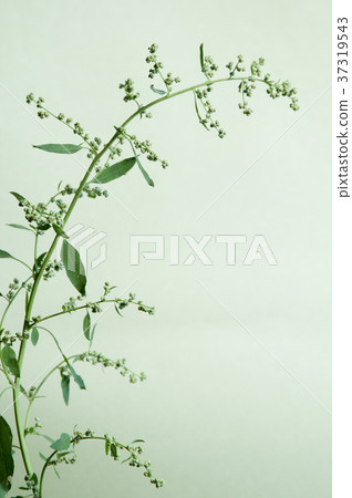 Orach Orach 37319543