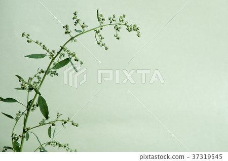 Orach Orach 37319545