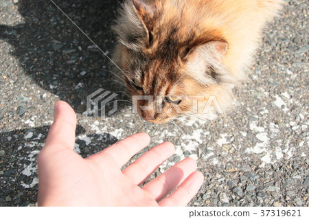 Cat approaching Cat approaching 37319621
