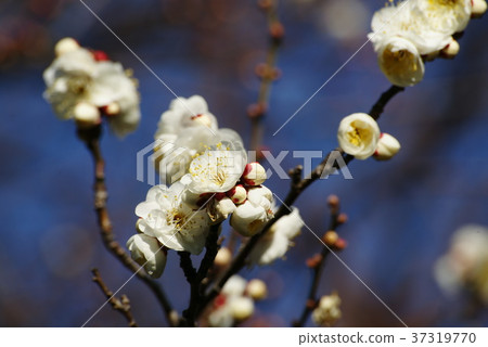 Plum blossoms 37319770