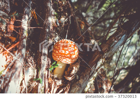 Amanita muscaria. fly agaric toadstool Amanita muscaria. fly agaric toadstool 37320013