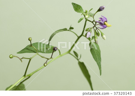 Snakeberry flowers Snakeberry flowers 37320143