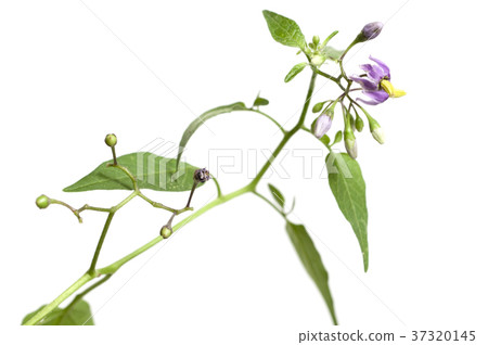 Snakeberry flowers Snakeberry flowers 37320145