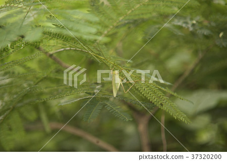 Lee Yeon Do, Boryeong-si, Chungnam 37320200