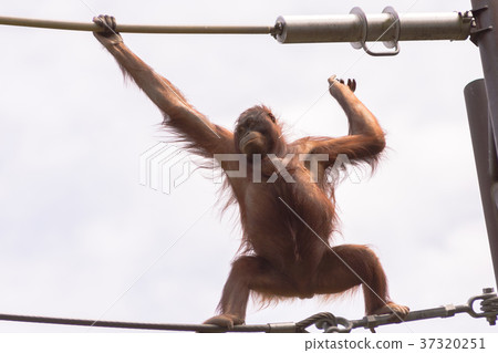 Orangutans Orangutans 37320251