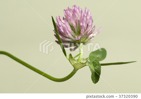 Clover flower 37320390
