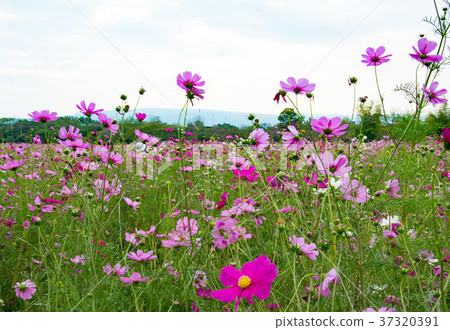 Pink cosmos in the park among a beautiful day 37320391