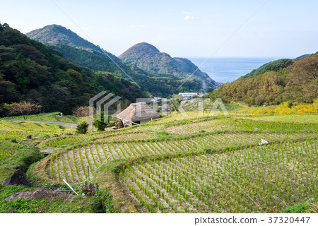 Rice paddy field in Ishibe 37320447