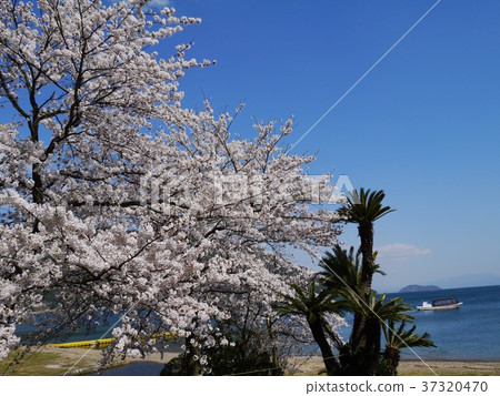 吉野櫻花樹 櫻花 櫻 37320470