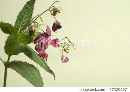 Impatiens glandulifera Impatiens glandulifera 37320667