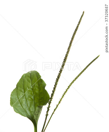 Plantago major Plantago major 37320687