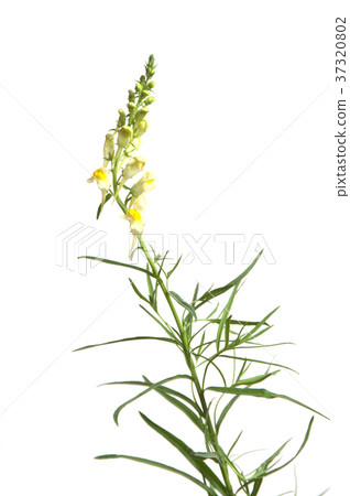 Toadflax 37320802
