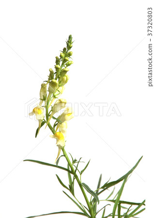Toadflax 37320803