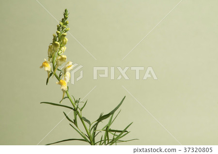 Toadflax 37320805