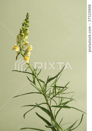 Toadflax Toadflax 37320806