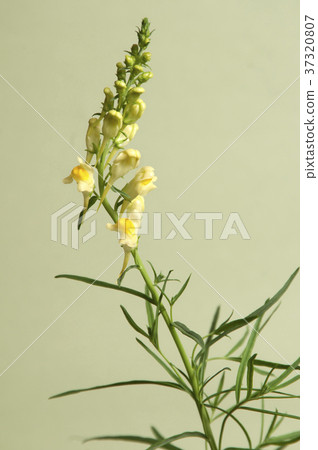 Toadflax Toadflax 37320807