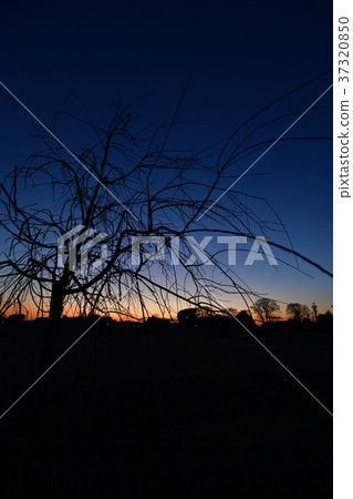 農村黃昏 37320850