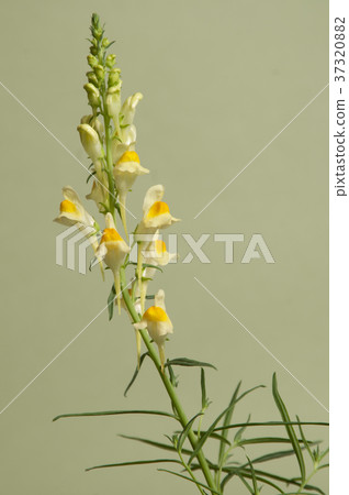 Toadflax 37320882