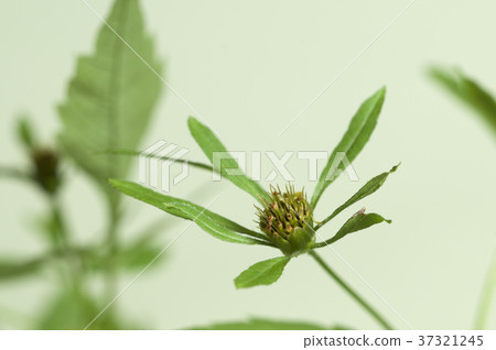 Bidens tripartita Bidens tripartita 37321245