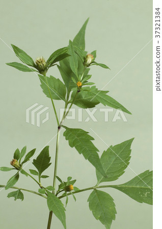 Bidens tripartita Bidens tripartita 37321384
