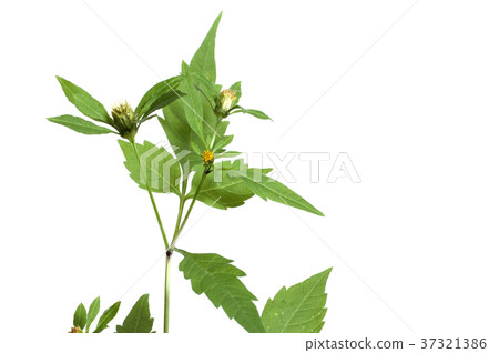 Bidens tripartita Bidens tripartita 37321386