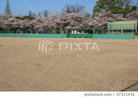 Spring baseball 37321416