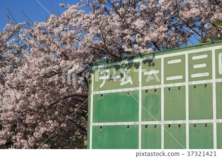 春季棒球 37321421