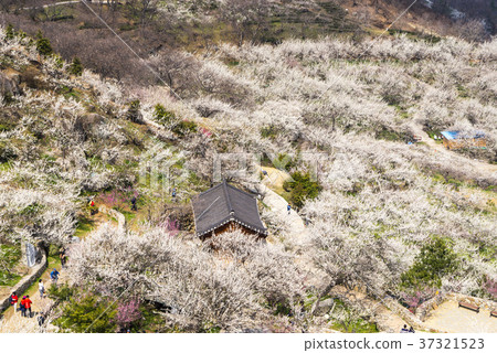 梅花,光陽,全南 梅花,光陽,全南 37321523
