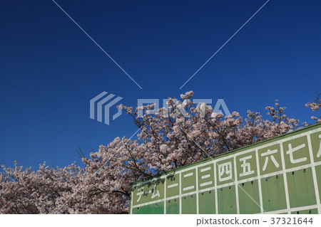 春天體育場 37321644