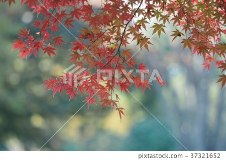 秋天的樹葉 37321652