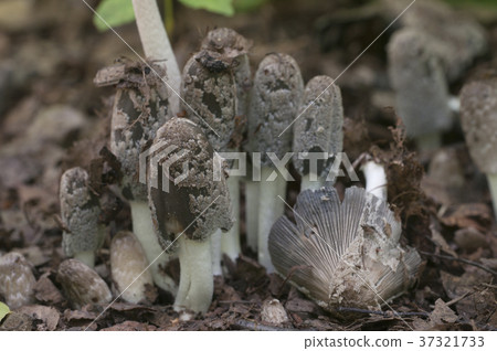 Coprinus cinereus mushrooms 37321733