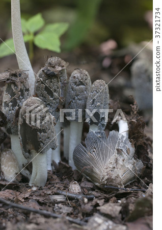 Coprinus cinereus mushrooms 37321734