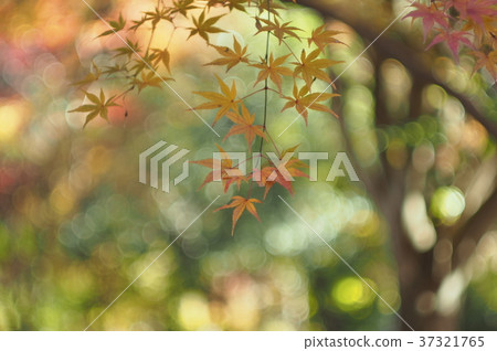 秋天的樹葉 37321765