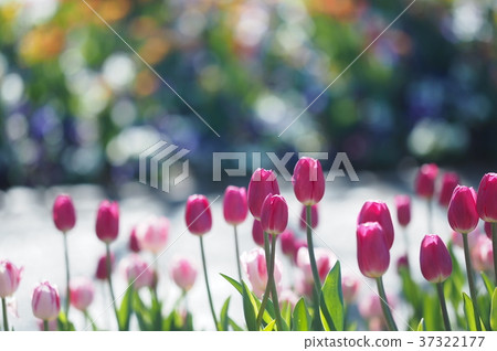 鬱金香 鬱金香 37322177