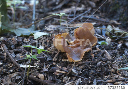 Peziza varia 37322280