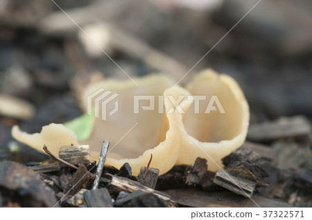 Peziza varia 37322571