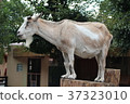 Goat  37323010