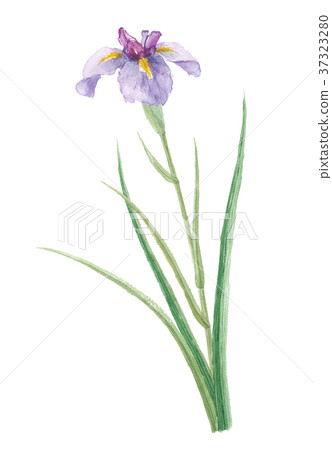 幻想表明 幻想表明 37323280