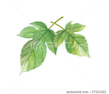 Mulberry leaves 37323281