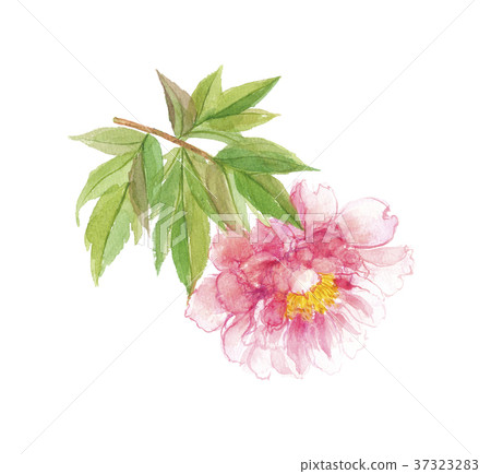 Peony button 37323283