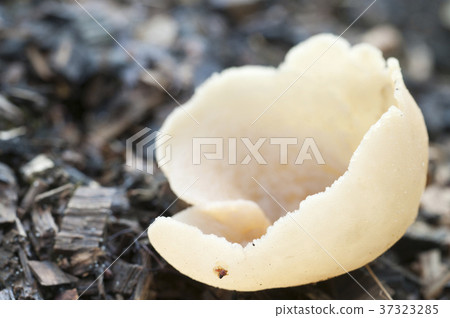 Peziza varia 37323285