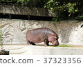 Hippopotamus 37323356