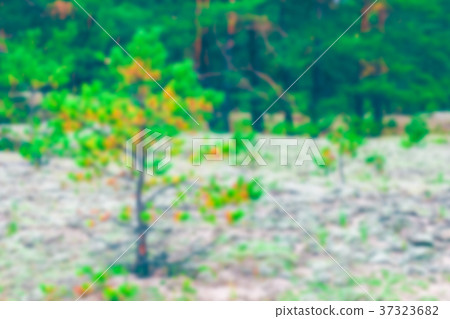 Green pine forest - blurred image Green pine forest - blurred image 37323682